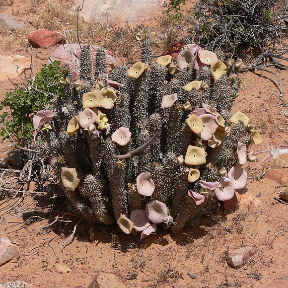 Hoodia Rendelés Elérhetőségek | Kapcsolat